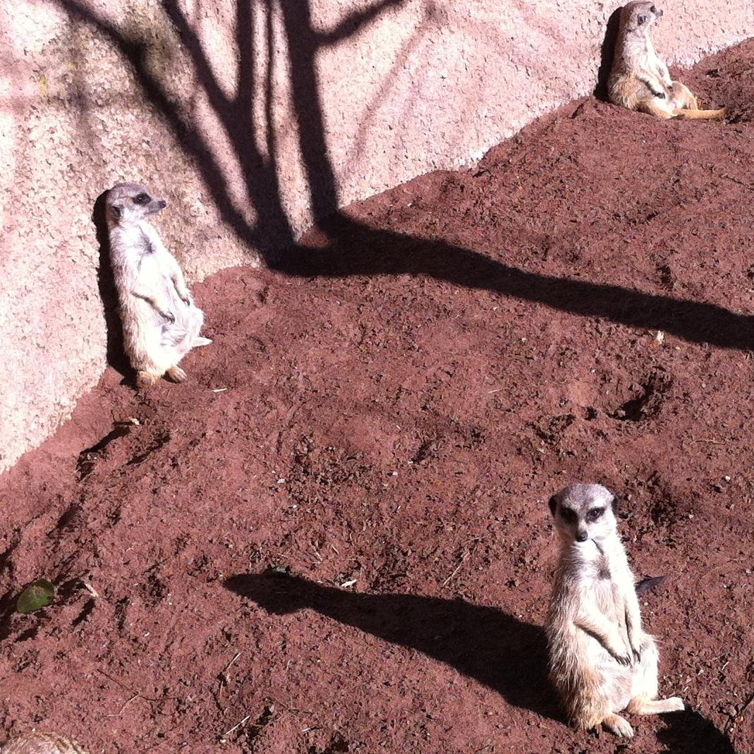 IBS_musings's profile picture. Life with IBS can be a 'pain' - but there's got to be a brighter side to it all...