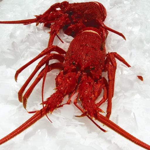 allfreshsea's profile picture. The largest retail, wholesale and processor of fresh local seafood on the South West coast. Allfresh is home of the famous Warrnambool Red's Crayfish