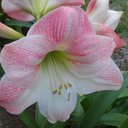 Deb Ross - @Ross105Deb - Twitter