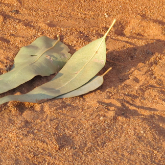 The Research Unit for Indigenous Language works with
Indigenous communities across Australia and the region to
expand & strengthen Indigenous Language research.