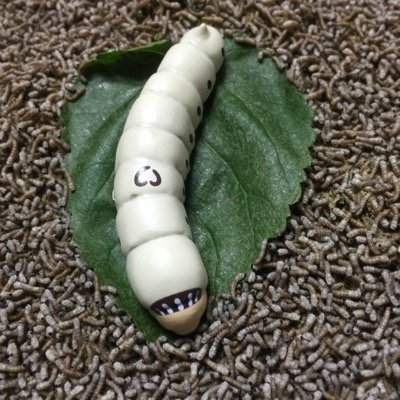 兵庫県の爬虫類ショップCANDLE。即売会イベント、アミーゴ ❌CANDLE担当の人。日程🦎10月4.5 国母甲府店㊗️初(山梨) 11.12 会津若松店㊗️初(福島)18.19 福井店㊗️初(福井)25.26 豊橋牧野店(愛知)11月1.2.3 姫路飾磨店(兵庫)15.16 北島店(徳島)22.23 和歌山太田店