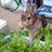 pochigarden's profile image