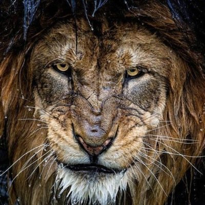 Don_Kirilov's profile picture. 