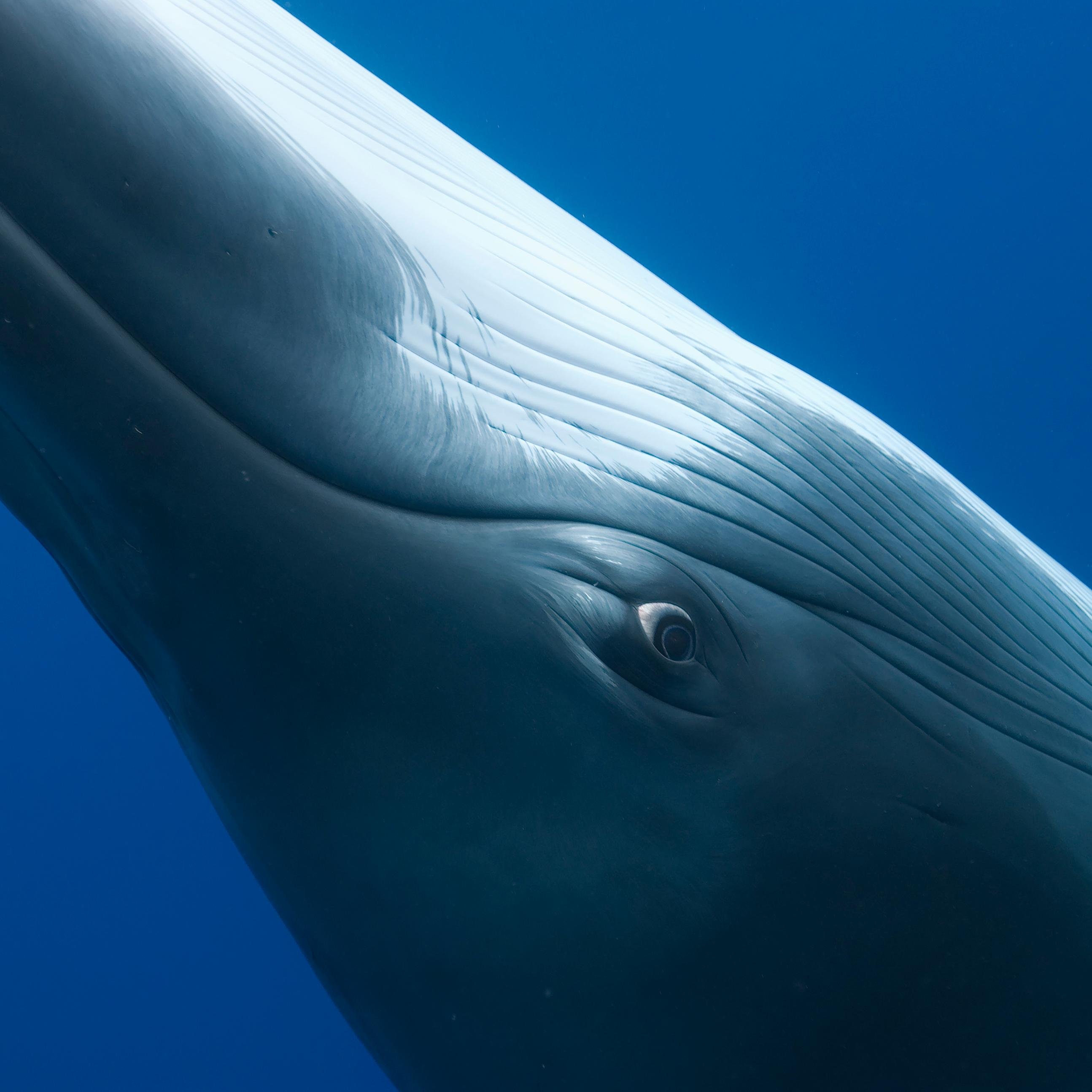 Australia's Coral Sea Marine Reserve protects one of the last wild places on Earth where ocean giants still thrive. All this is now at risk. Join us!