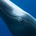 Protect Our CoralSea (@protectcoralsea) Twitter profile photo Protect Our CoralSea (@protectcoralsea) Twitter profile photo