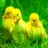 SunshineWinners's profile image