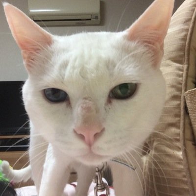1dhpl's profile picture. 大分県民^ ^ねこ らーめん にく 南米古代文明 だーいすき！