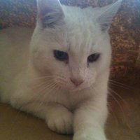 Neighbourhood Cat (@neighbourhood_j) Twitter profile photo