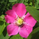 Sandra Dick - @prairierose2 - Twitter