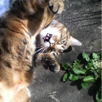 oh hi guys my name is cleo im 3 years old im a british cat and enjoy hissing at things and sitting like a duck... :3