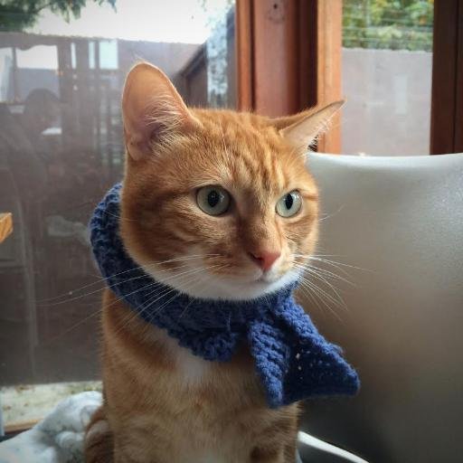 I'm a Cape Town cat, I like art, nature and your mom