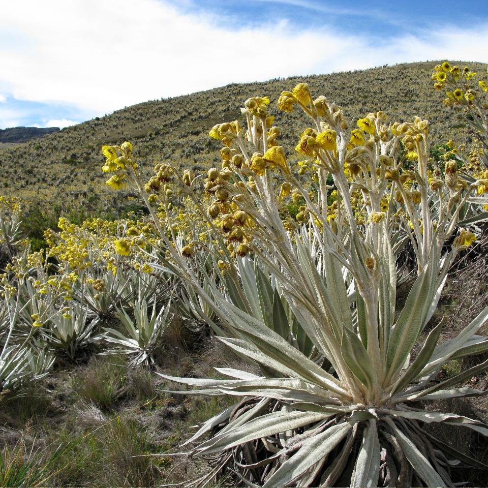 rbgeColombia Profile