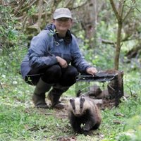 Cornwall Badgers (@cornishbadgers) 's Twitter Profile