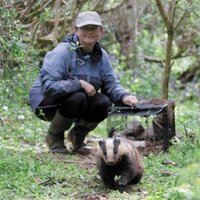 Cornwall Badgers(@cornishbadgers) 's Twitter Profileg