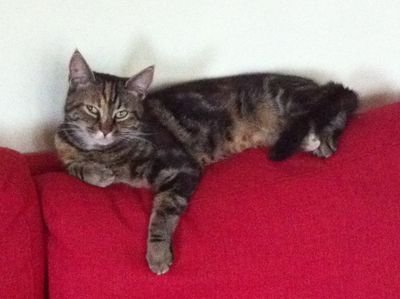 babyripples's profile picture. lives with my step bro Dallas, catches mice daily and can lick my own arse.......