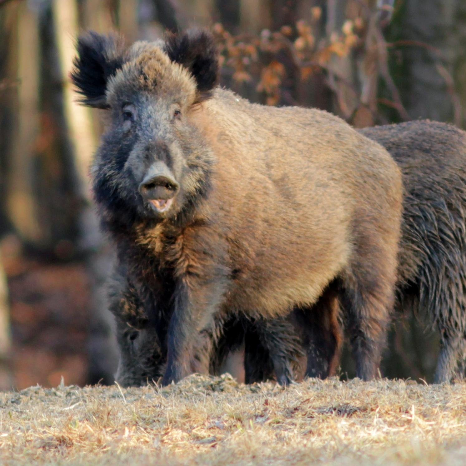 Für Jäger, Fischer und andere Lügner - verfasst mit spitzer (Sau-)Feder von einem passionierten Revier- und Patent-#Jäger, #Wildhüter, #Fischer und #Hundeführer