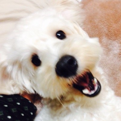 yugami1956's profile picture. 前期高齢者、ペットはイヌ派。「日本保守党」支持。反日左翼は日本を滅ぼします。公務員は日本人限定に、生活保護は日本人限定に、帰化人の被選挙権に制限を。移民制度は慎重に、帰化条件の厳格化。NHKの民営化支持します。 #新しい保守主義運動