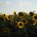 Gail Casey - @lesronces - Twitter