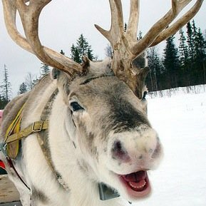 Employee at the North Pole