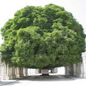 SOLARTREE's profile picture. 