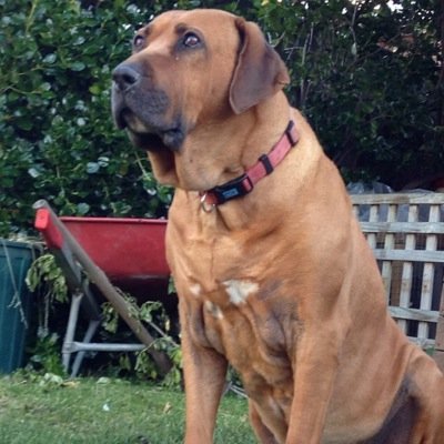 Hey guys Im Bodi,a rhodesian ridgeback And i love new followers, follow and you will win a reward, no doggy treats though, those yummy,tasty,delicious...