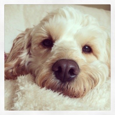 Overnight dog boarding, dog walking, dog sitting and dog day care services in Brighton and Hove