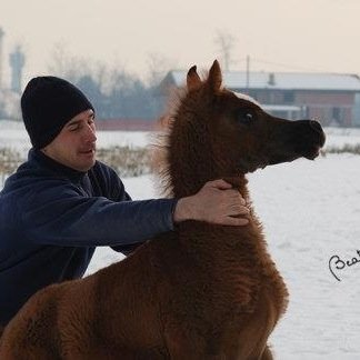 Breeder of arabian horses
