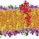 Without me there is no life. Vote Cell Membrane for President. I will protect you.