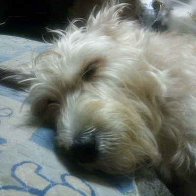 apricoandconatu's profile picture. 