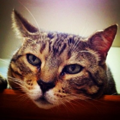 猫とお人形が大好きです
