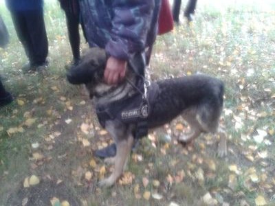 linarahmadylli1's profile picture. 