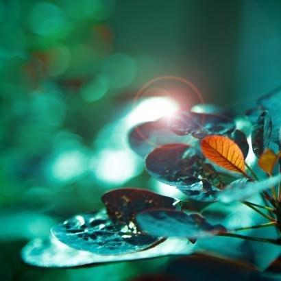 Join Concordia's @LoyolaSRC for the first international event on the social role of #BotanicalGardens in #biodiversity conservation! #ConservationLeaders