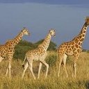 sally brian - @SBreyern - Twitter