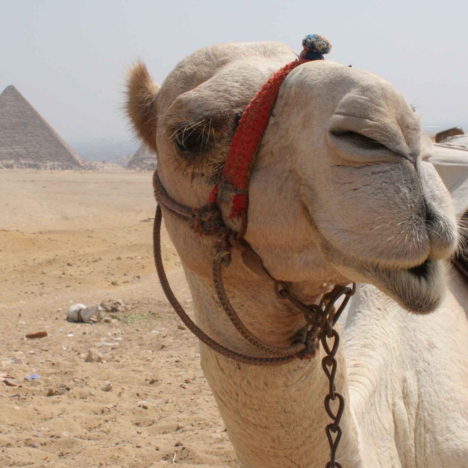 A camel in need of the Sahara