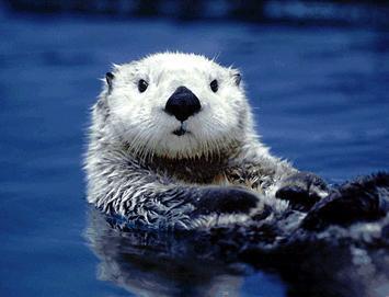 kiri_toraneko's profile picture. 