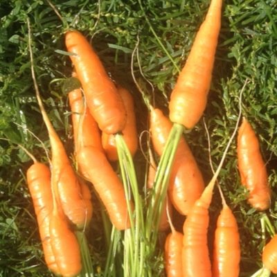 fresh picked carrots ... yummy!!