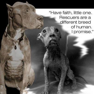 Saving the pets and helping the people of the Mojave Desert and beyond.