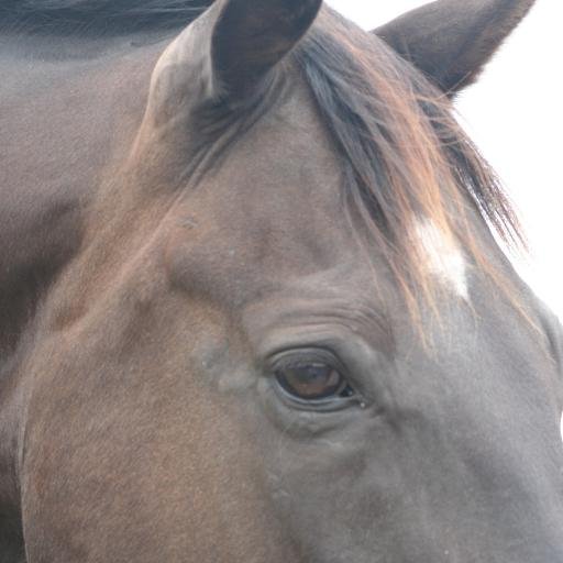 Equinality's profile picture. Equinality creates a mutually kind, loving and respectful connection with the horse by motivating through a deep and genuine appreciation of all that they offer