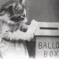 Voting Cats (@votingcats) 's Twitter Profile