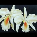 Odalys Gomez - @OdalysGomez4 - Twitter