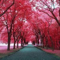 Anonimas (@pegadiza) 's Twitter Profile Photo