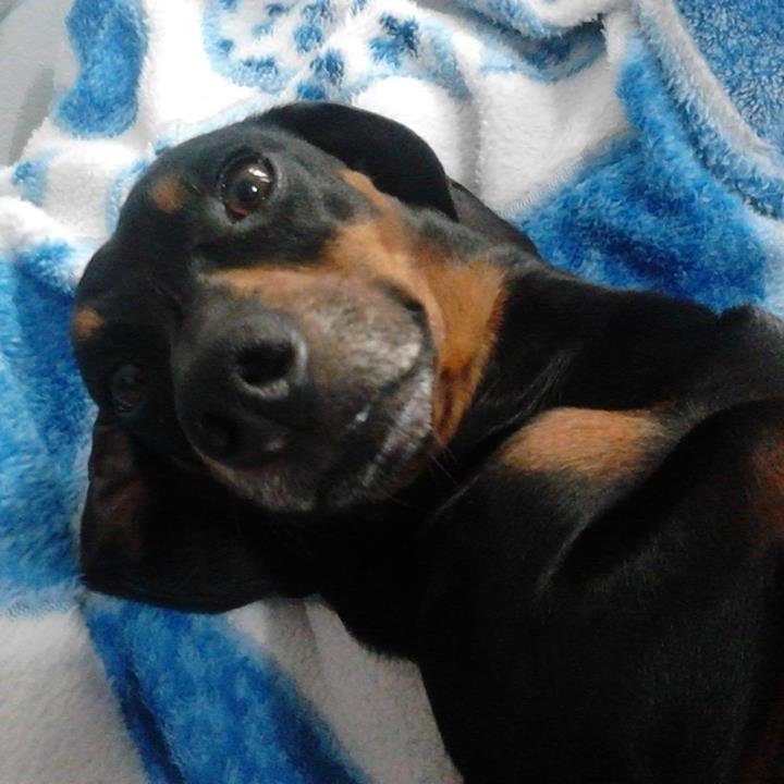 tacosalchicha's profile picture. Soy un salchicha Directioner