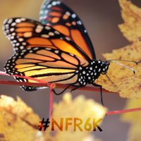 NFR6K Stichingtime (@naturalcheree) 's Twitter Profile