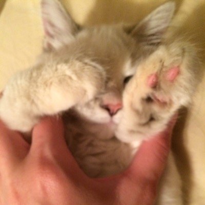 BasedGhostface's profile picture. ❌ | 🌱 | 🐻 | 🚲 | OVER IT.                         Pull up on the block in the drop top chicken box.