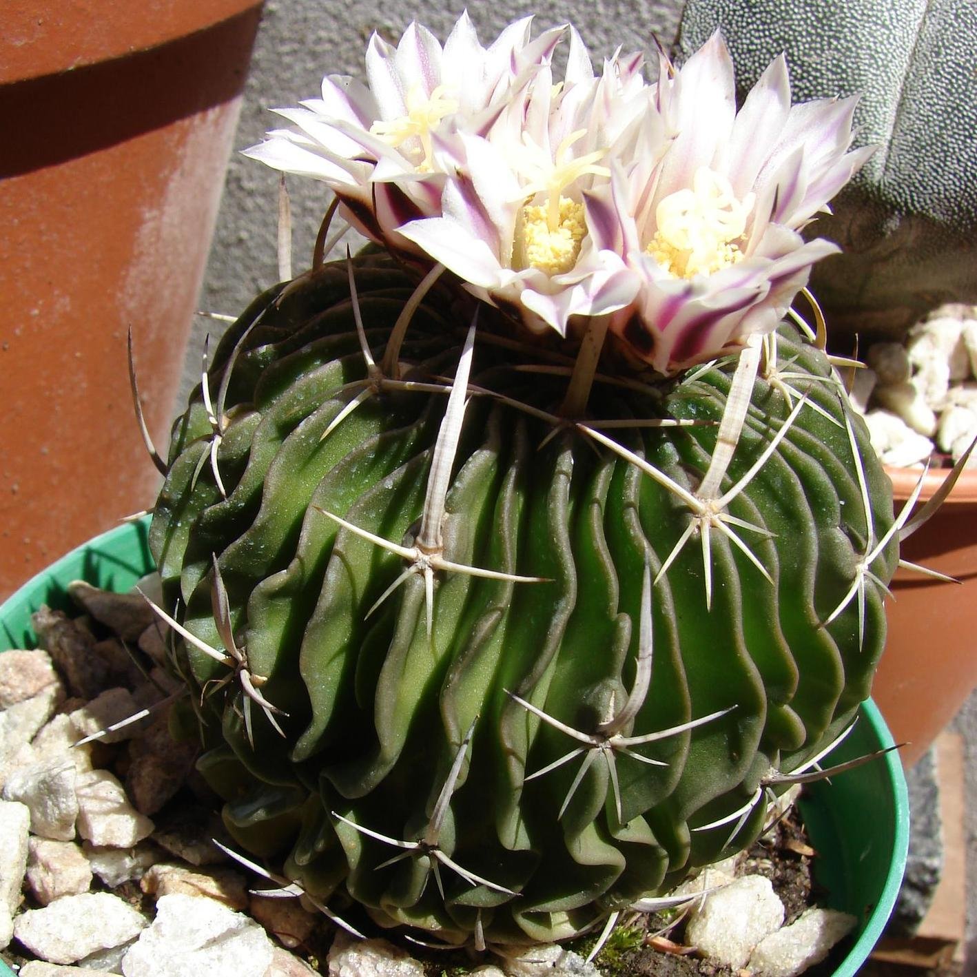 AleliCactus's profile picture. Acá podés encontrar cactus hermosos, suculentas raras, kokedamas y todo lo que te puedas imaginar!!!!