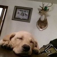 Ryan Thiele (@senorlennon) 's Twitter Profile