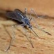 this mosquito says fuck you