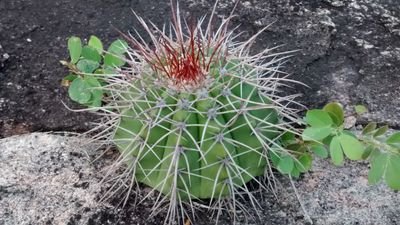 thomazedson0's profile picture. 