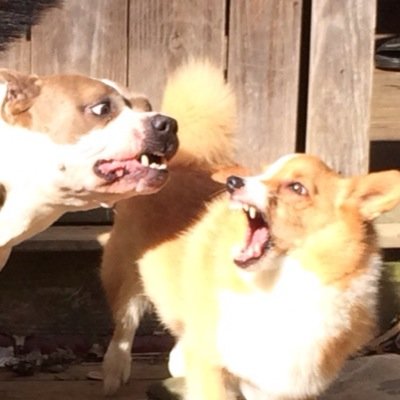 RoofusTPotus's profile picture. Rootin' Tootin' Roofuss. Beefcake.