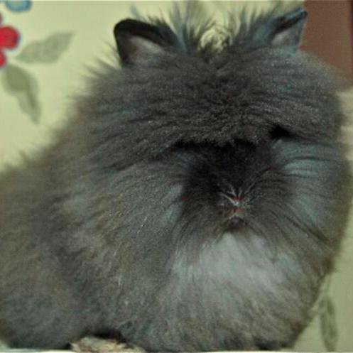 A small, fierce wabbit in a giant-wabbit world. I see much more than I report. I like kale. The oldest perfect Siamese Sable Lionhead on Twitter!